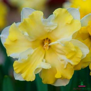 Narcissus (Daffodil) Cassata