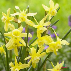 Narcissus (Daffodil) Hawera