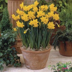 Narcissus (Daffodil) Quail