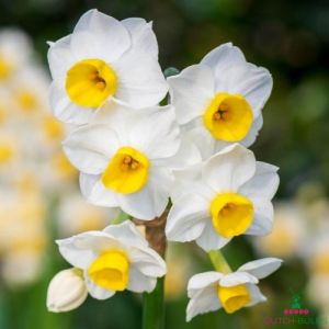 Narcissus (Daffodil) tazetta Avalanche