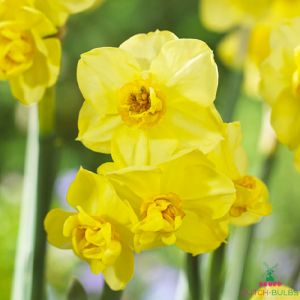 Narcissus (Daffodil) Yellow Cheerfulness