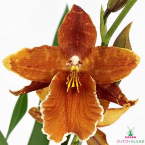 Odontoglossum (Orchid) Inferno