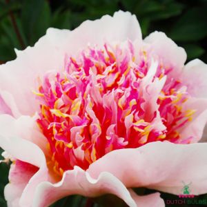 Peony Do tell (Herbaceous)