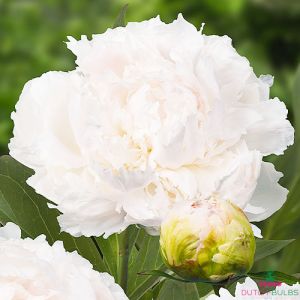 Peony Brother Chuck (Herbaceous)