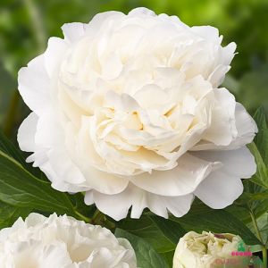 Peony Class Act (Herbaceous)