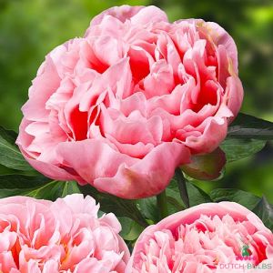 Peony Etched Salmon (Herbaceous)