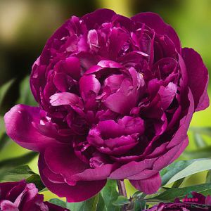 Peony Peter Brand (Herbaceous)