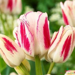 Bulbi Tulipani 5x Bulbi fiori primaverili Tulipani Fiori da giardino Bulbo Tulipano trionfo Gavota 