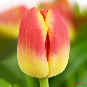 Tulip Candy Corner