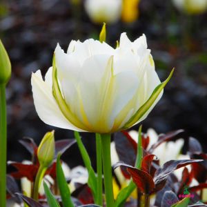 Tulip Exotic Emperor