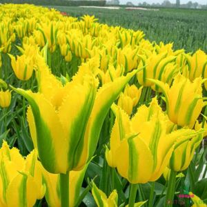 Tulip Extereme Yellow