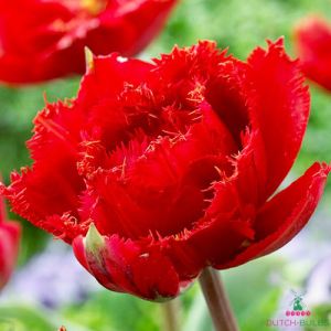 Tulip Fiery Dream