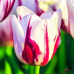 Tulip Flaming Kiss