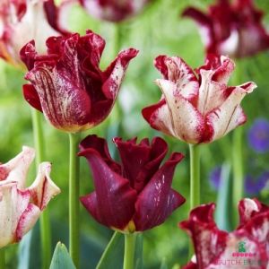 Tulip Striped Crown