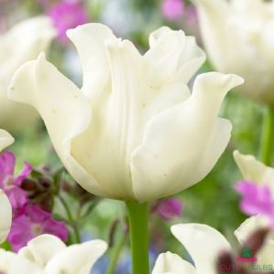 Tulip White Liberstar