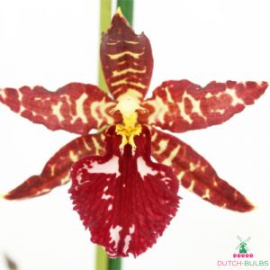 Vuylstekeara (Orchid) Red Violet