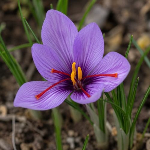 Krokus Sativus