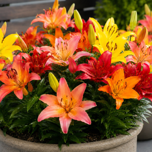 Lily (Lilium) Pot Asiatic Collection (15 bulbs) - for Sale Lily (Lilium) Pot Asiatic Collection (15 bulbs)