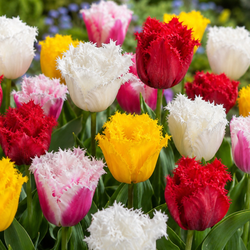 Tulip Fringed Collection - for Sale Tulip Fringed Collection