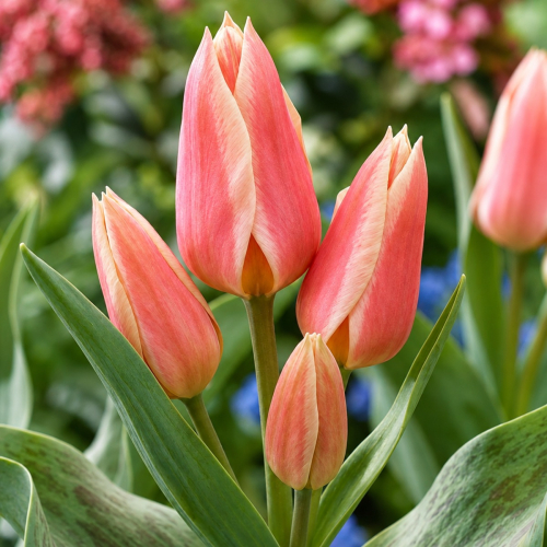 Tulip Quebec - for Sale Tulip Quebec