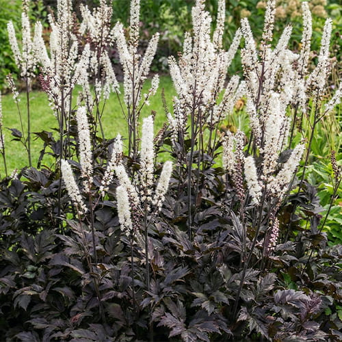 Actaea (ramosa) Brunette - for Sale Actaea (ramosa) Brunette