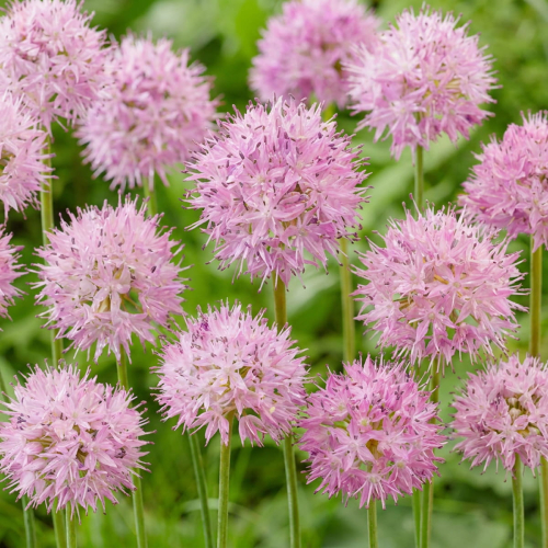 Allium Rosy Dream - for Sale Allium Rosy Dream