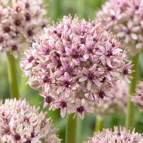 Allium Silverspring