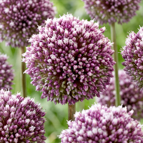 Allium Summer Drummer