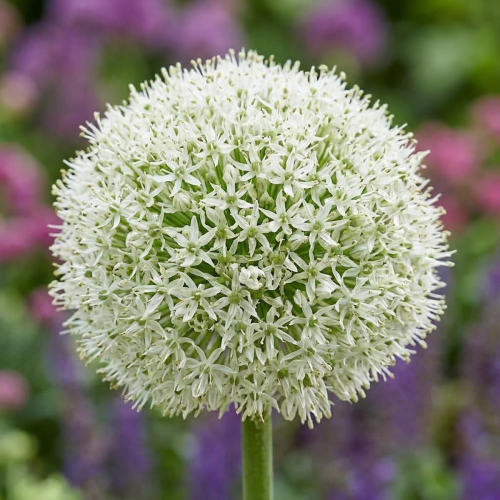 Allium White Giant