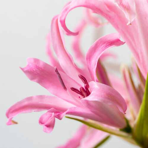 Amarine Anastasia - online bestellen direkt aus Holland - for Sale Amarine Anastasia - online bestellen direkt aus Holland