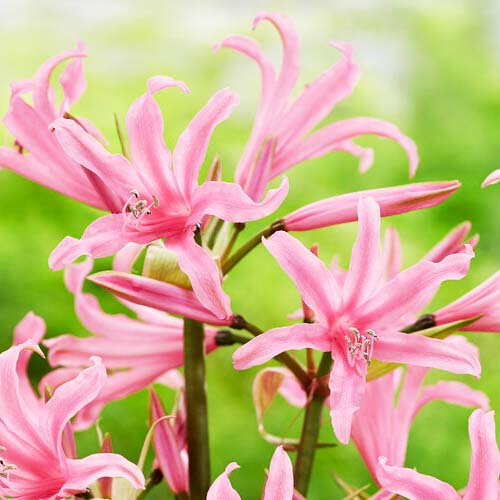 Amarine belladiva Paris - online bestellen direkt aus Holland - for Sale Amarine belladiva Paris - online bestellen direkt aus Holland