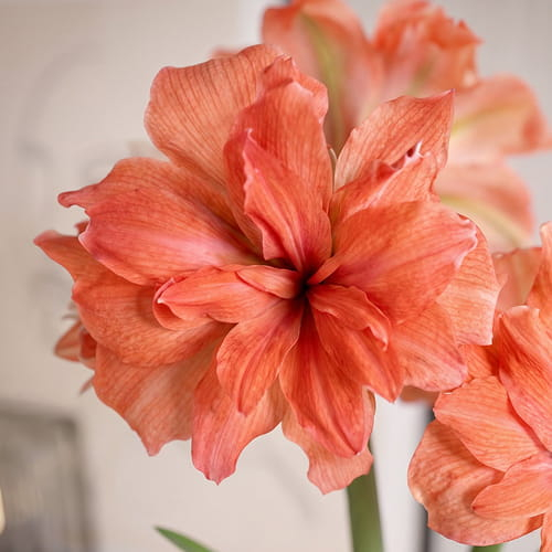 Amaryllis (Hippeastrum) Coral Belle - for Sale Amaryllis (Hippeastrum) Coral Belle