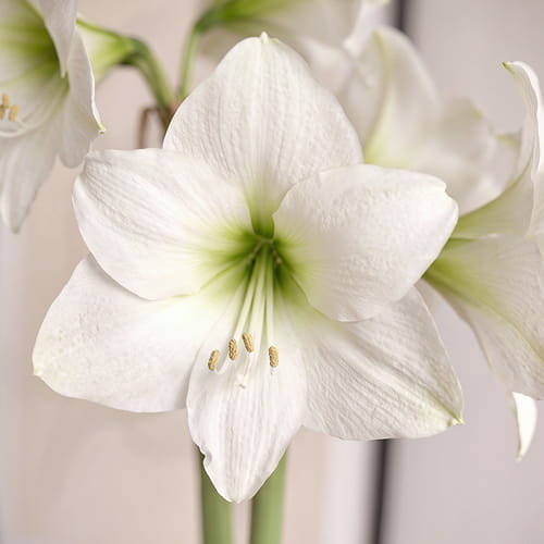 Amaryllis (Hippeastrum) Costa Blanca - for Sale Amaryllis (Hippeastrum) Costa Blanca