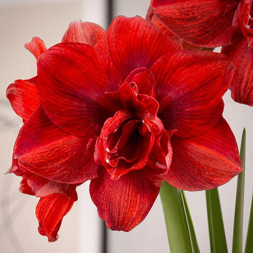 Amaryllis (Hippeastrum) #28 (Symphony/Hadeco)