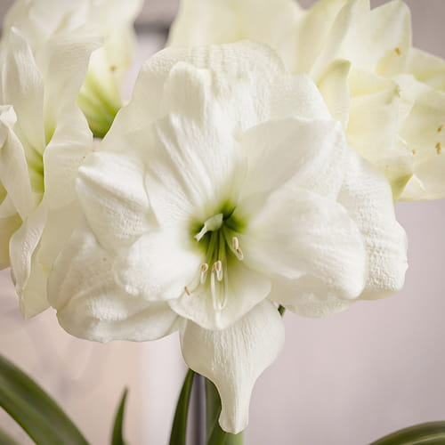 Amaryllis (Hippeastrum) Alfresco - for Sale Amaryllis (Hippeastrum) Alfresco