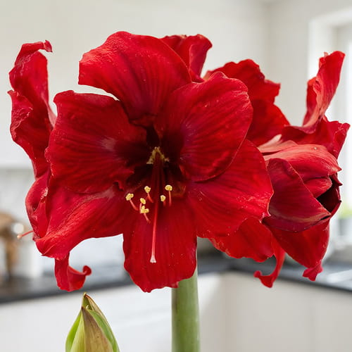 Amaryllis (Hippeastrum) Amarossi - for Sale Amaryllis (Hippeastrum) Amarossi