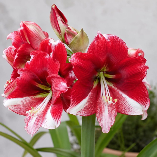 Amaryllis (Hippeastrum) American Dream - for Sale Amaryllis (Hippeastrum) American Dream