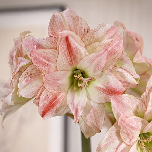 Amaryllis (Hippeastrum) Aphrodite - for Sale Amaryllis (Hippeastrum) Aphrodite
