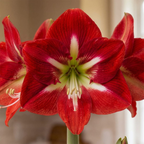 Amaryllis (Hippeastrum) Barbados - for Sale Amaryllis (Hippeastrum) Barbados