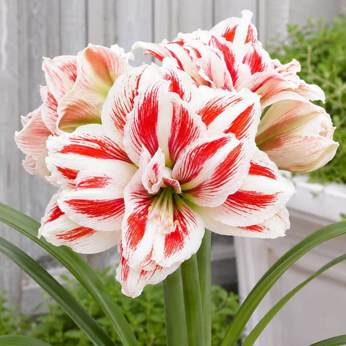 Amaryllis (Hippeastrum) Bright Nymph
