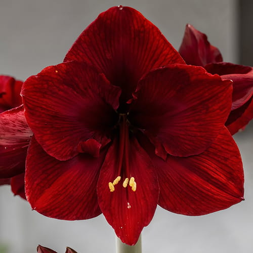 Amaryllis (Hippeastrum) Calypso - for Sale Amaryllis (Hippeastrum) Calypso
