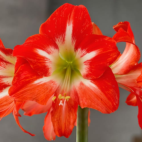 Amaryllis (Hippeastrum) Capella - for Sale Amaryllis (Hippeastrum) Capella