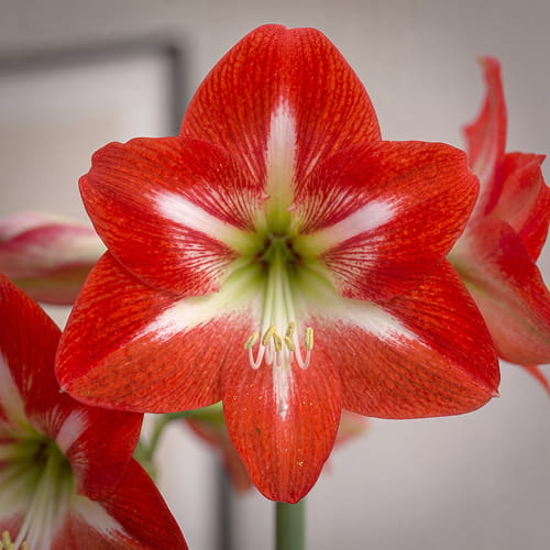 Amaryllis (Hippeastrum) Christmas Star