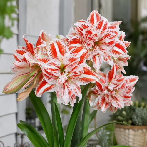 Amaryllis (Hippeastrum) Dancing Queen - for Sale Amaryllis (Hippeastrum) Dancing Queen