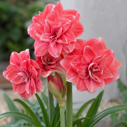 Amaryllis (Hippeastrum) Double Dream - for Sale Amaryllis (Hippeastrum) Double Dream