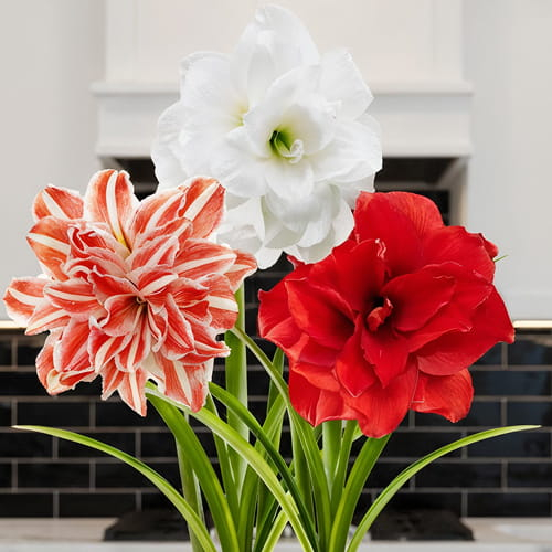 Amaryllis (Hippeastrum) Double Kollektion (3 Zwiebeln) - online bestellen direkt aus Holland