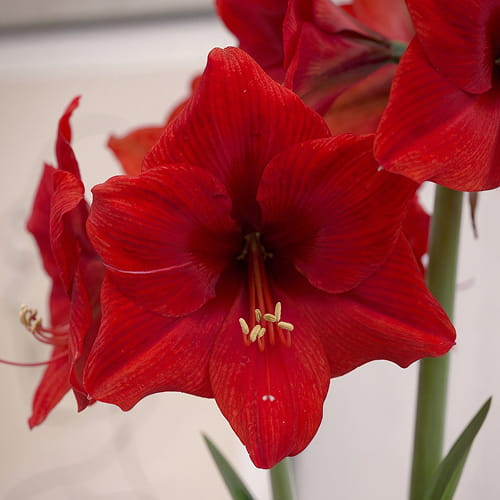 Amaryllis (Hippeastrum) Double Six