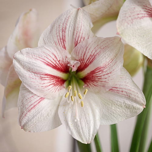 Amaryllis (Hippeastrum) Elsa - for Sale Amaryllis (Hippeastrum) Elsa