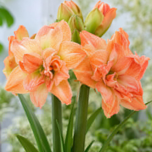Amaryllis (Hippeastrum) Exotic Nymph