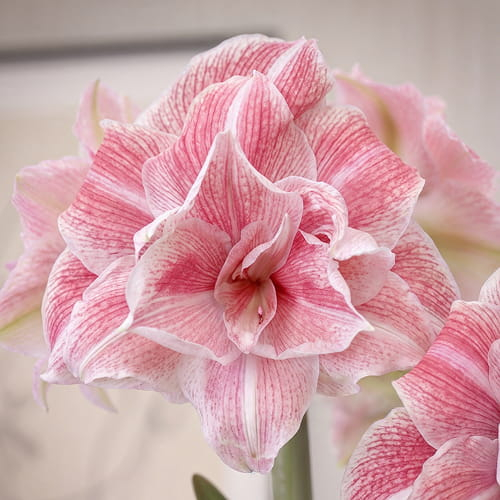 Amaryllis (Hippeastrum) First Love